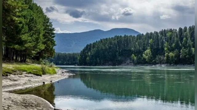 Плацебо, песня про Алтай, цветение маральника смотреть онлайн