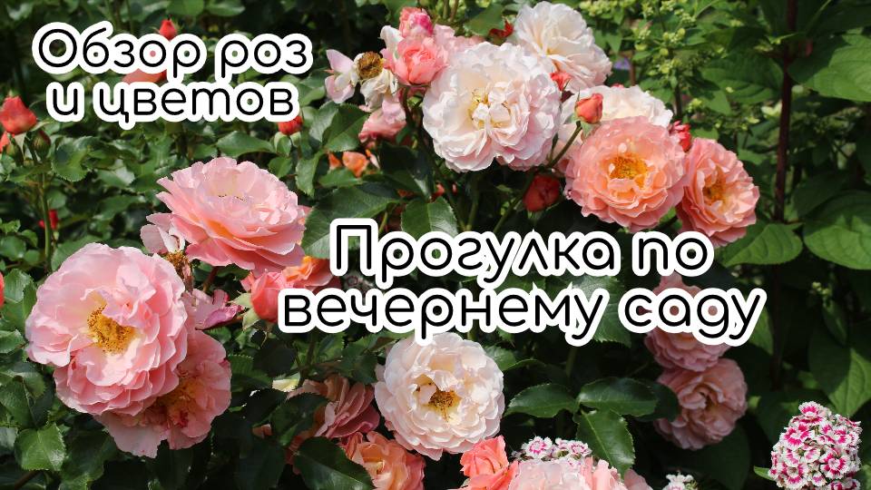 Прогулка по вечернему саду. Обзор роз и их компаньонов: астильбы, хосты, лилии, почвопокровники смотреть онлайн