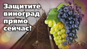 Быстрое и удобное укрытие винограда весной