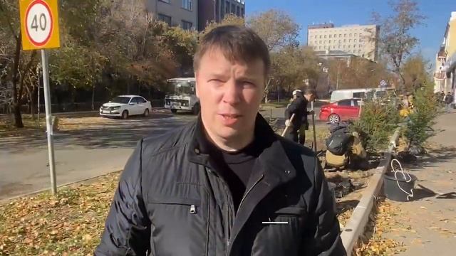 Ели вместо сгнивших тополей высадили на ул. Чайковского в Чите смотреть онлайн