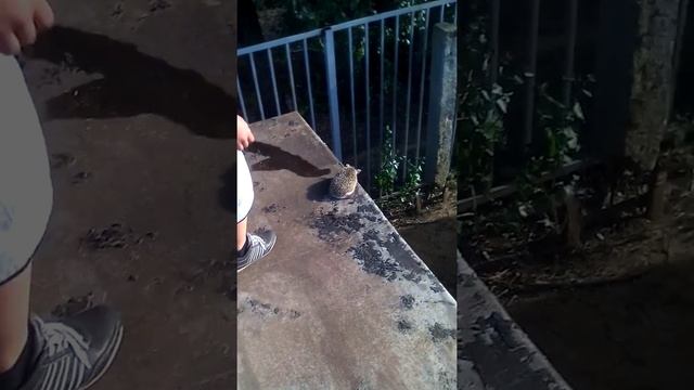 1серия лопастый ежик смотреть онлайн