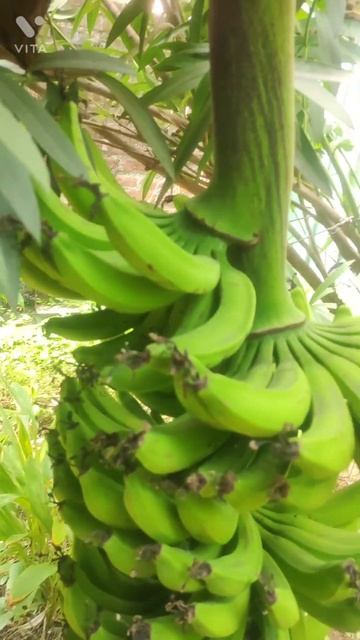 #shorts Banana Trees full with Bananas смотреть онлайн