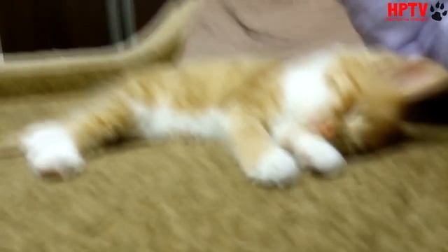 СПАСЕНИЕ КОТЕНОЧКА смотреть онлайн