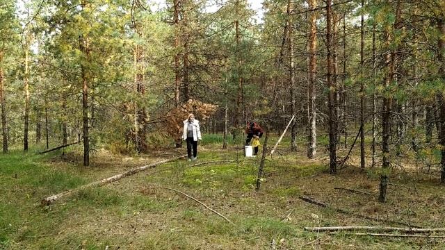Один в Лесу смотреть онлайн