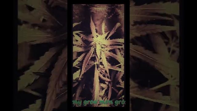 My Grow mon Gros смотреть онлайн