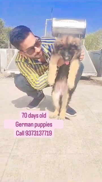 Urgent sale #longcoatgermanshepherd |Long coat german shepherd #shorts #ytshort смотреть онлайн