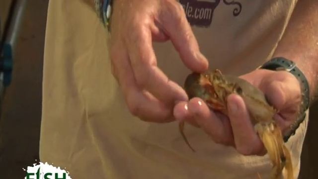 The First Crab Hatchery in Kenya - Crab farming part 1 смотреть онлайн