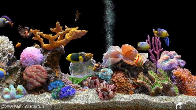 Лучшие аквариумные рыбки смотреть онлайн