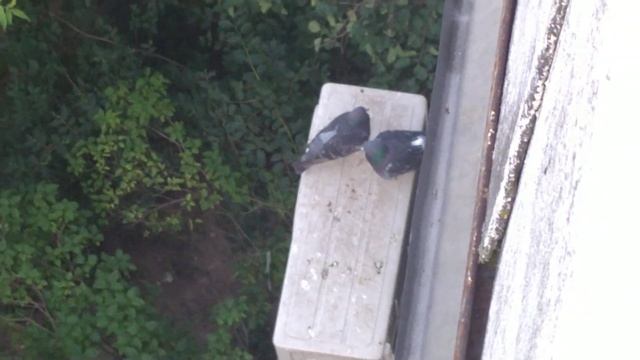 Two Pigeons/Два голубя на кондиционере