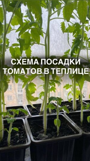 Лучшая схема посадки томатов 🍅 
#рассада #томат #огородники #томаты #томатывтеплице