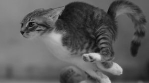 Великий и могучий кошачий тыгыдык)