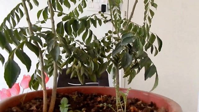 Curry Leaf (Kadi Patta) Must watch Taking care of Curry Leaf plant (Full HD) смотреть онлайн