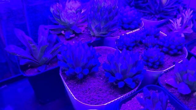 Your weekly plant virtual hobby, Feb 25, 2023 смотреть онлайн