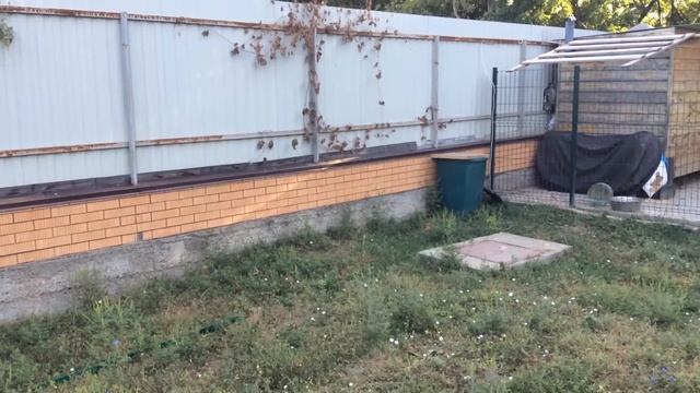 Новый курятник. смотреть онлайн