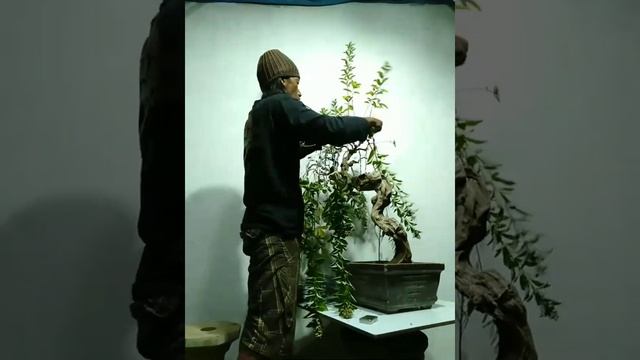 Mencoba membuat Bonai Wiping willow style dengan bahan seadanya LEGUNDI (Vitex trifolia) смотреть онлайн