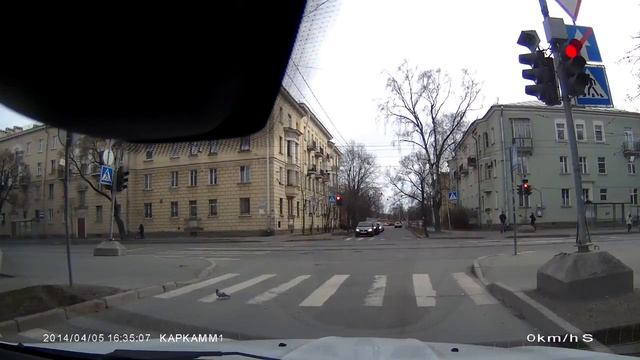 голубь переходит дорогу