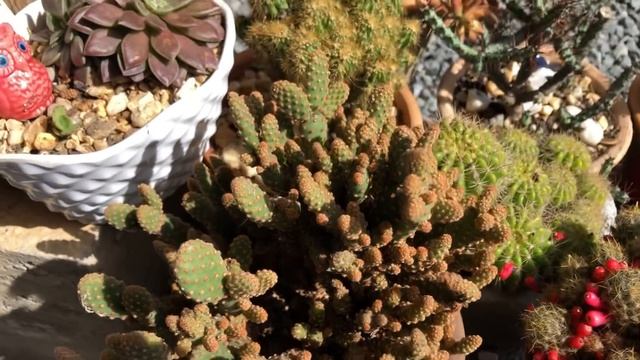 Saiba o que fiz para ter sucesso no início do cultivo de suculentas e o que mudou no meu jardim🪴 смотреть онлайн
