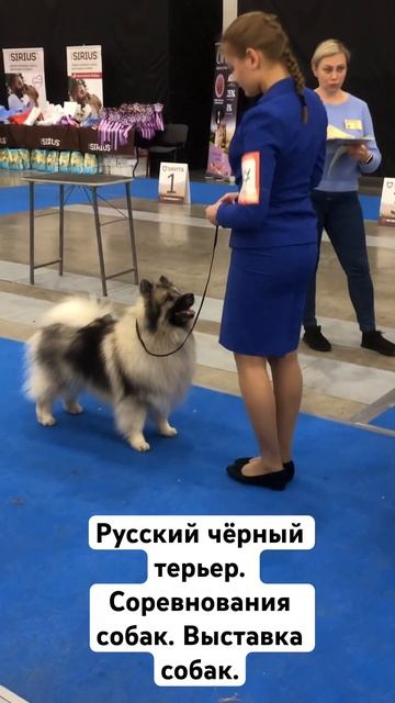 ✅Русский чёрный терьер. Соревнования собак. ✅Выставка собак. смотреть онлайн