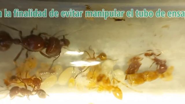 Pogonomyrmex Barbatus