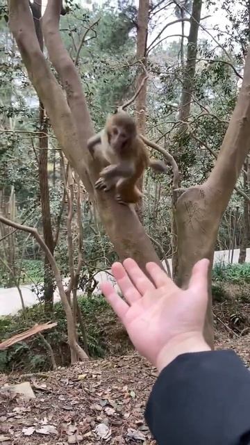 Funny monkey #42 смотреть онлайн
