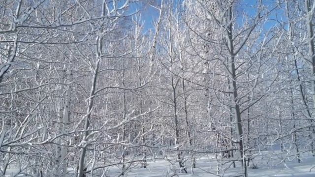 В МОЕМ ЛЕСУ ❄ Спасибо за музыку!Композитор Андрей Обидин. смотреть онлайн