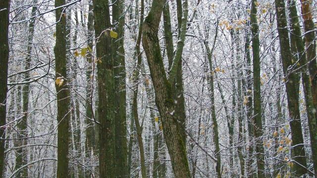 Снегопад в лесу смотреть онлайн