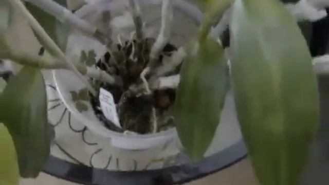 Tìm Hiểu Lan Trầm Tím - Dendrobium Nestor