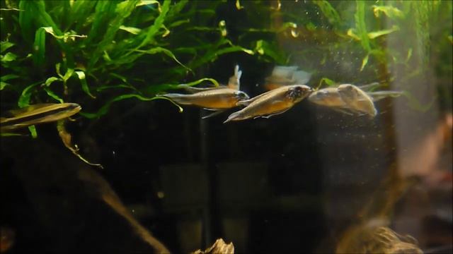 Apistogramma elizabethae Display 伊莉莎白短鯛互Ｄ 2015 05 08 смотреть онлайн