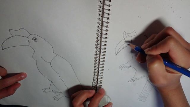 Easy Rhinoceros Hornbill Drawing смотреть онлайн