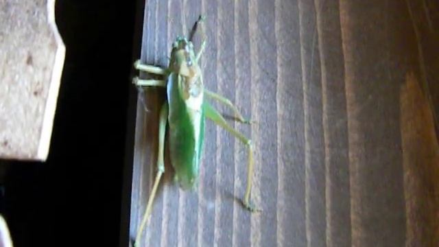 DSCN7129.AVI Кузнечик зелёненький, он был смотреть онлайн