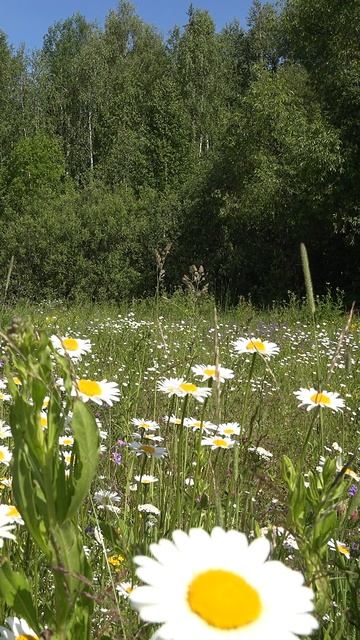 Лесные птицы, Пение на лесной поляне с ромашками. Звуки природы, лето смотреть онлайн