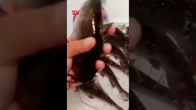 АМЕРИКАНСКИЙ СОМ РЫБАЛКА НА ХОЗ ОЗЕРЕ. #fishing #big #som смотреть онлайн