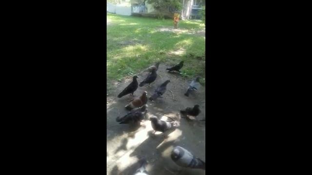 Голуби в нашем дворе смотреть онлайн