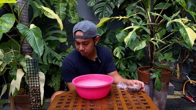 CARA MEMBUAT PUPUK ORGANIK CAIR DARI CUCIAN AIR BERAS #pupukorganik #plantsmakepeoplehappy смотреть онлайн