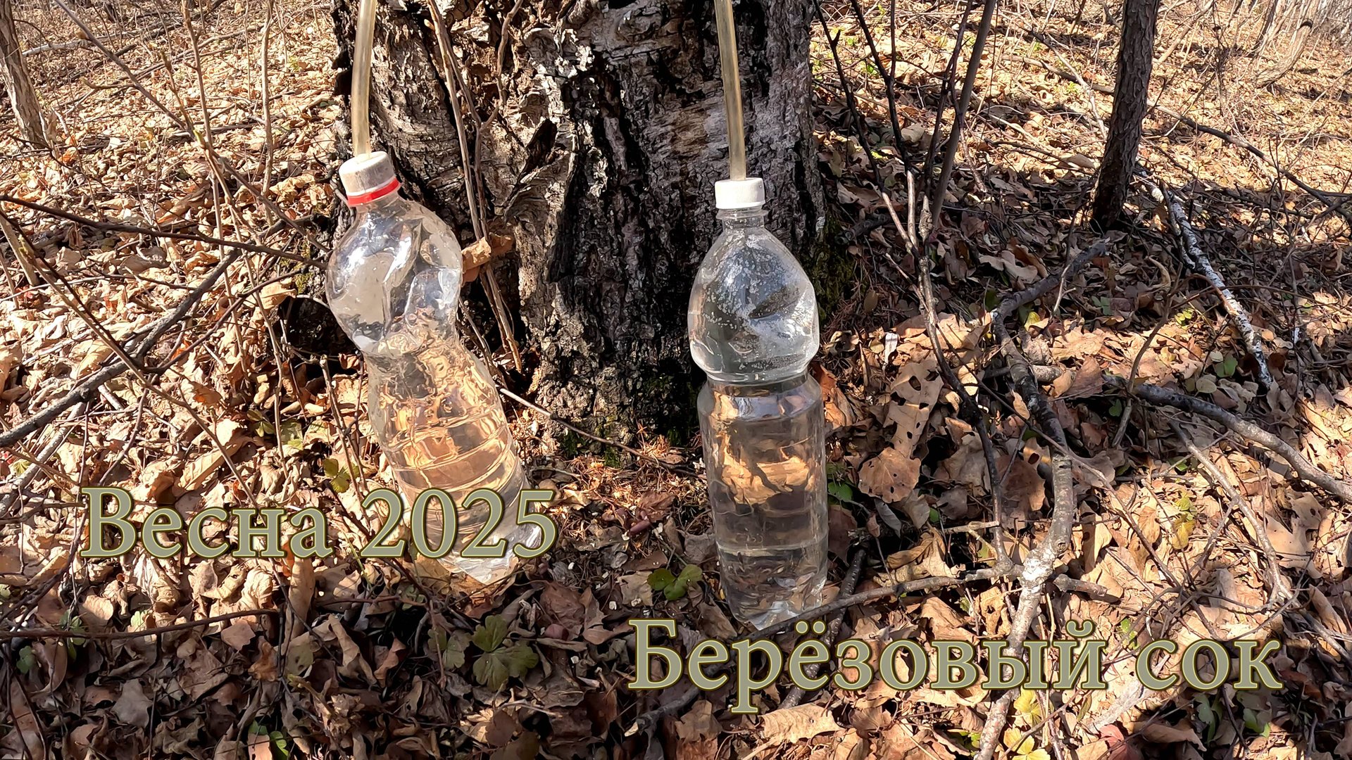 Весна 2025. Берёзовый сок смотреть онлайн