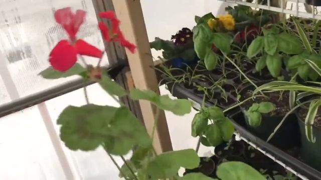 💐🤷♀️❄️23 марта 2020 год в моем саду❄️🤷♀️💐