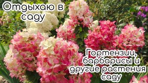 ОТДЫХАЮ В САДУ. ГОРТЕНЗИИ, БАРБАРИСЫ и другие растения в моём саду