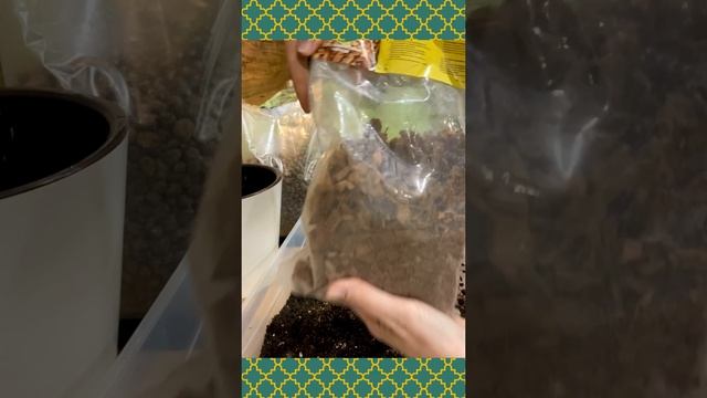 Кейс - замороженная Диффенбахия: как избежать ошибок при озеленении!