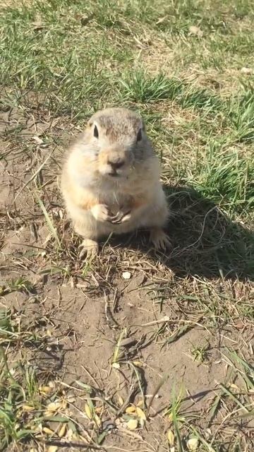 Суслик. Остров Татышев смотреть онлайн