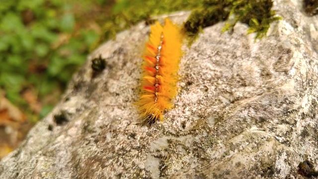 LG V10 4K vídeo. Caterpillar, Oruga del sicamoro (Acronicta aceris) смотреть онлайн