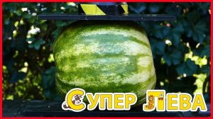 Мультики для детей. Что будет с фруктами под прессом?! Мультики про фрукты