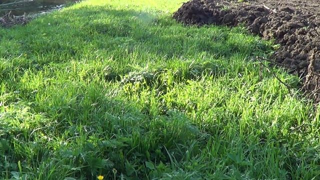 Домик у речки. Дикие утята. смотреть онлайн