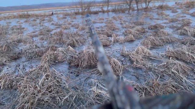 Открылись по селезню. Работа чубарых подсадных весенний сезон 2024. смотреть онлайн