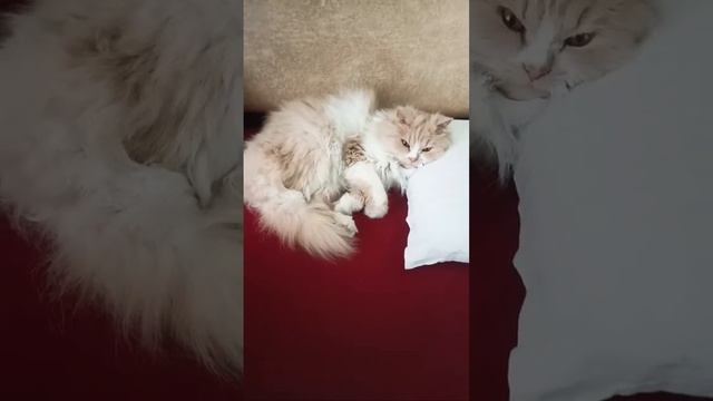 Godu Chuniya Is Live