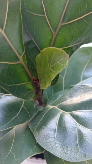 моя мечта! фикус Лирата! #flowers #фикусы смотреть онлайн