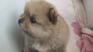 Первый день в новом доме щенка Шпица/4 недели щенку Шпица