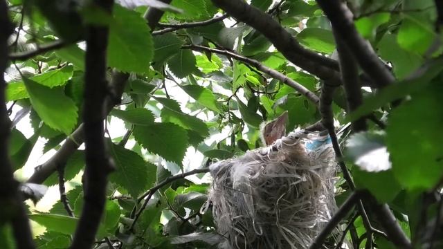 Иволга кормит птенцов. The Oriole feeds the chicks. смотреть онлайн