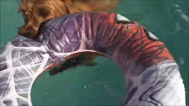 Action Dog Bungee and the Rubber Ring.....Mission Destroy !!! смотреть онлайн