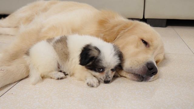 Stray Puppy Picks A Golden Retriever As Her New Mom смотреть онлайн