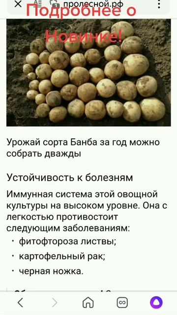 Сорт Банба! Урожайность на высоте! смотреть онлайн